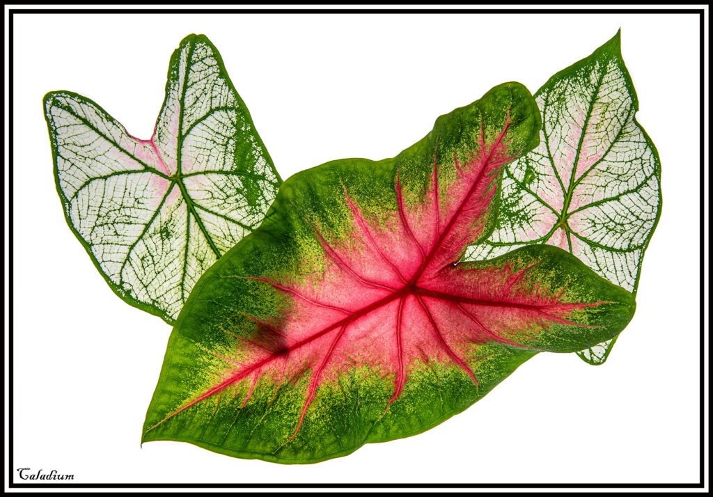 Green white red caladium border by Harold Davis at DE Ctr for Horticulture